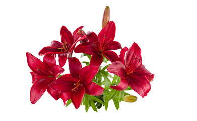 A bouquet of red day lilies. Isolated on white background.