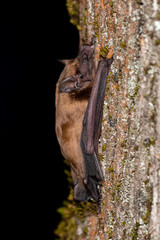 European bat common noctule (Nyctalus noctula) close up, macro portrait on a trea bark