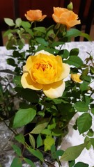 yellow rose in garden