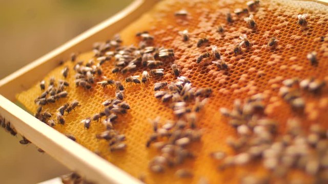 colony of bees crawling on the frame with honeycomb honey.  Preparation of the frame with honeycombs of honey for making honey.