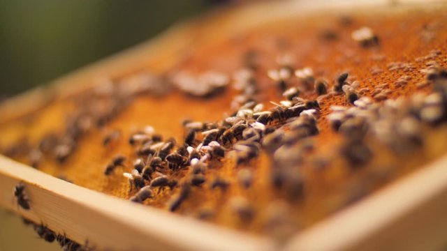 colony of bees crawling on the frame with honeycomb honey.  Preparation of the frame with honeycombs of honey for making honey.