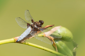 Broad-bodied chaser perching on a bog plant