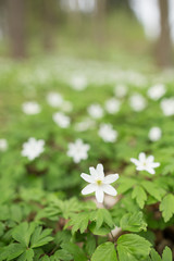 Flowering thimbleweeds in a forest