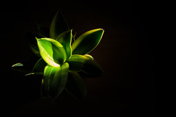 green leaf on black background. tree isolated on black background.