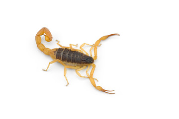 African venom Scorpion isolated on white background