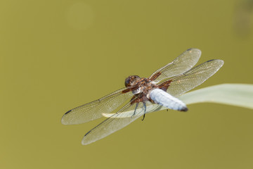 Broad-bodied chaser perching on a bog plant