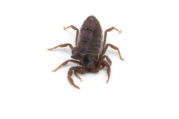 African venom Scorpion isolated on white background