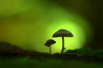 Fototapeta premium mushroom in the grass