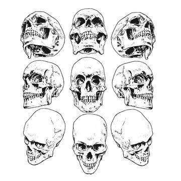 different views of the skull
