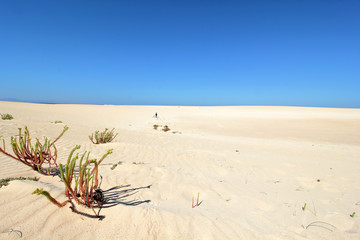 Obraz premium Corralejo sand, dunes and plants. Fuerteventura. Canary Islands. Spain