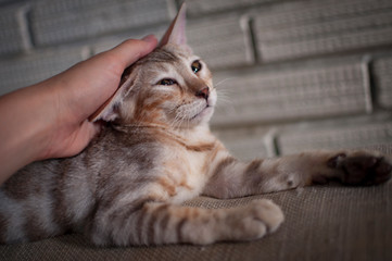 Female silver spotted tabby bengal kitten gets petted by white caucasian female.