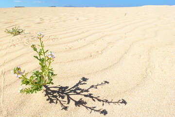 Corralejo sand, dunes and plants. Fuerteventura. Canary Islands. Spain