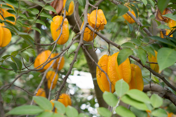 Crumbles on tree ready to eat