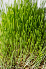 Fototapeta na wymiar Perfect green background by the fresh grass. Green wheat Grass with Fertile Soil