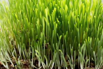 Fototapeta na wymiar Perfect green background by the fresh grass. Green wheat Grass with Fertile Soil