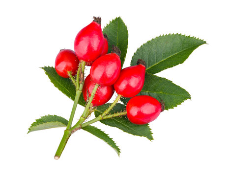 Wild red rose hips on thorny twig with green leaves isolated on white background. Rosa canina. Realistic briar branch with shiny ripe rosehips and thorns. Healthy sweet bio fruits. Fructus cynosbati.