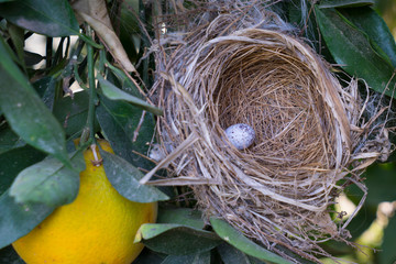 Bird's nest with egg