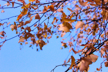 Autumn leaves with the blue sky background