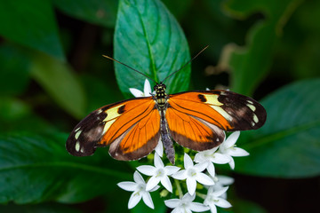Closeup beautiful butterfly in a summer garden