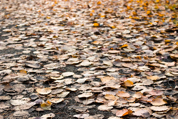 Autumn background with yellow leaves on old gray pavement or granite road top view. Fall beautiful texture.