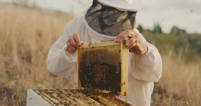 A beekeeper checking on a beehive for honey with lots of honey bees buzzing around, beekeeping at sunset harvesting honey