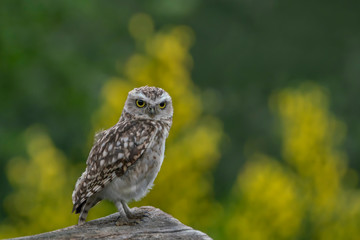 Burrowing owl (Athene cunicularia) sitting on a branch. Bokeh background. Noord Brabant in the Netherlands. Writing space.