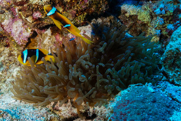 Naklejka na ściany i meble Anemone fish and Coral reef at the Red Sea, Egypt