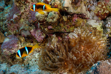 Fototapeta na wymiar Anemone fish and Coral reef at the Red Sea, Egypt