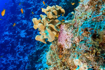 Coral Reef at the Red Sea, Egypt