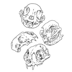 cat skulls