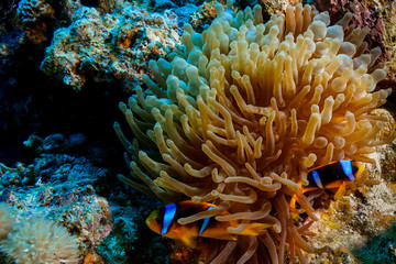 Fototapeta na wymiar Anemone fish and Coral reef at the Red Sea, Egypt