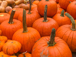 Squash and pumpkins for sale at a farmer's market stall