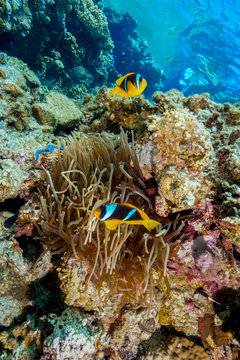 Anemone fish and Coral reef at the Red Sea, Egypt