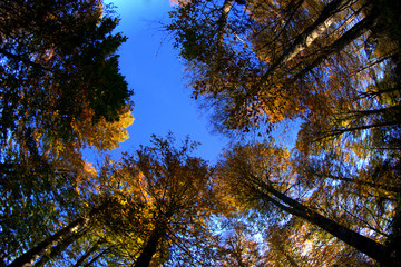 Obraz premium trees in autumn