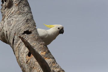 Sulphur-Crested Cockatoo (Cacatua galerita), Queensland Australia