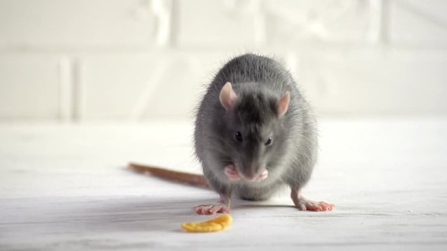 Gray little rat sits on a white floor with a brick wall, sits on his ass and washes his face, sniffing the air, corn flakes lies nearby, symbol of new year 2020