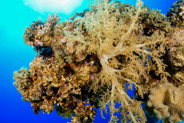 Coral Reef at the Red Sea, Egypt