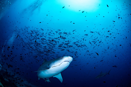 A tiger shark swimming with a hook in his mouth