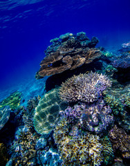 The coral reef in the Lau Islands Fiji 