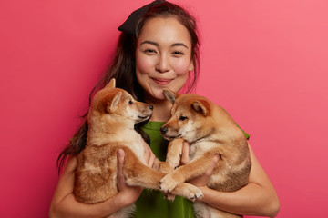 Portrait of two cute lovable puppies being family members, pose on womans hands, play with each other, prepare for walk. Happy female pet owner poses with two shiba inu dogs against pink wall