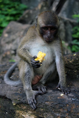 Monkey eating fruit Phang Nga National Park Thailand