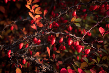 berries of barberry on branches with red-yellow and green leaves; autumn scene; warm atmospheric photo