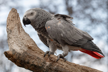 A grey parrot, also known as the Congo grey parrot, Congo African grey parrot or African grey parrot perched on a tree trunk