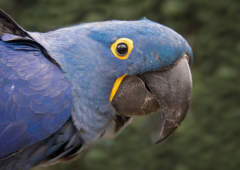 A very close portrait of the head of a hyacinth macaw, or hyacinthine macaw, a parrot native to central and eastern South America. 
