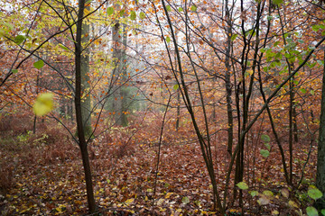 Obraz premium Rain and fog in the forest