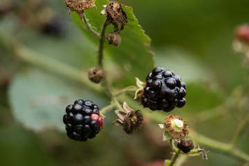 Picking blackberry