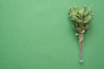 Test tube and green tree branch over green background.