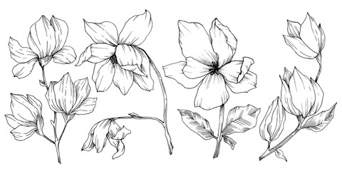 Vector Magnolia floral botanical flowers. Black and white engraved ink art. Isolated magnolia illustration element.