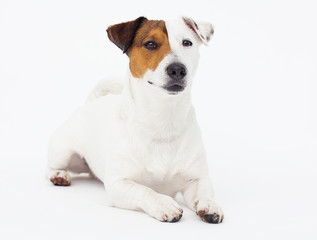 dog jack russell terrier looks up on a white background