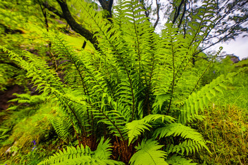 Traditional Scottish Mountains flora close-up. - 305105715